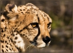 Gepard 004.jpg