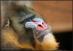 Mandrill 001.jpg