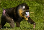 Mandrill 001~0.jpg