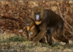 Mandrill 002.jpg