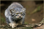 Manul 001.jpg