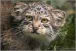 Manul 003.jpg