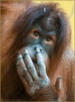 Orang Utan 001.jpg