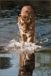 Tiger 001.jpg