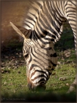 Zebra 001.jpg