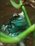 frosch 002.jpg