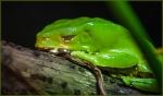 frosch 004.jpg