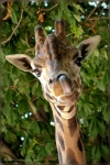 giraffe 001.jpg