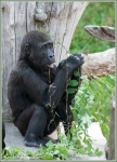 gorilla 001.jpg