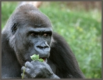 gorilla 002.jpg