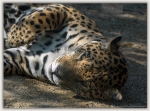 jaguar 001.jpg
