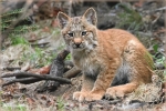 luchs_c001.jpg