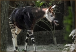 okapi 001.jpg