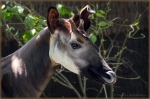 okapi 002.jpg