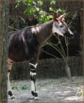 okapi 003.jpg