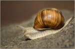 schnecke 003.jpg