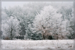 winterwald.jpg
